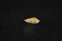 藏品(瘤蜷)的圖片